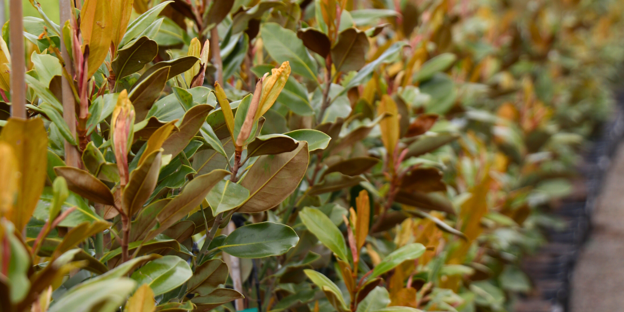 The Best Evergreen Trees for Year-Round Privacy