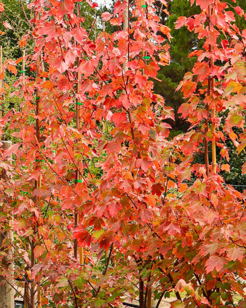 How to Plant a Tree: Step-by-Step Guide
