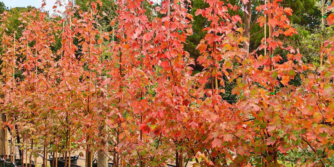 How to Plant a Tree: Step-by-Step Guide