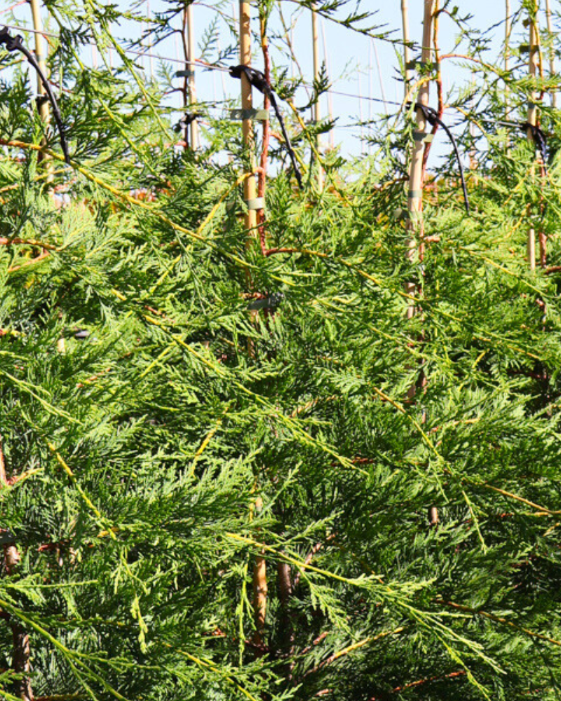 Benefits of Using Trees for Natural Windbreaks