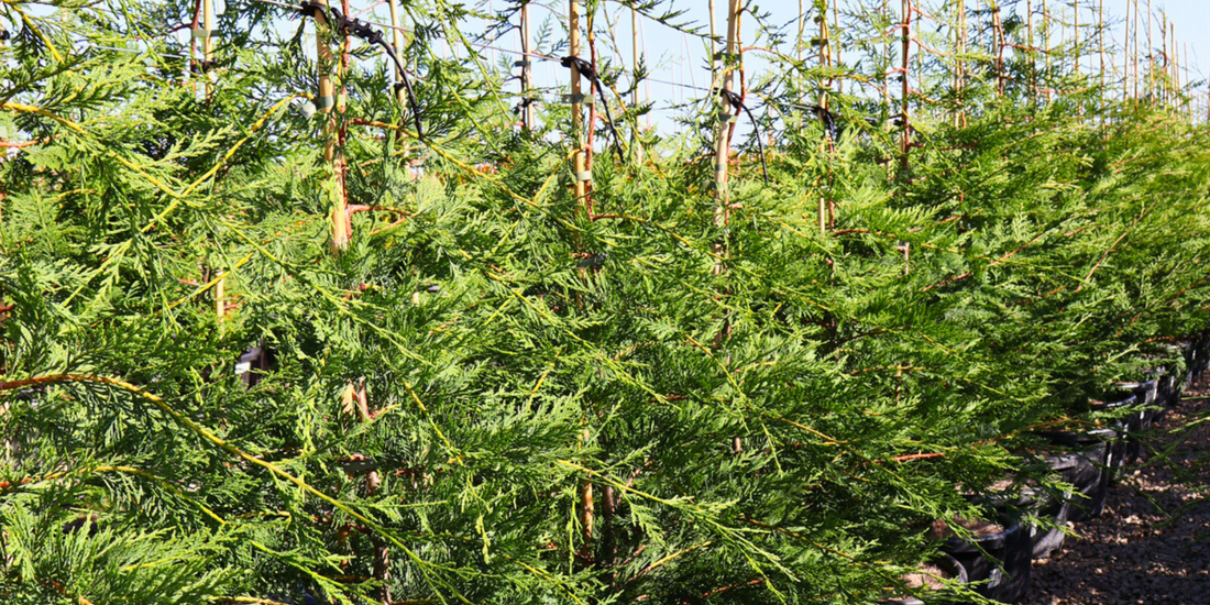 Casuarina windbreak filtering wind across a rural property