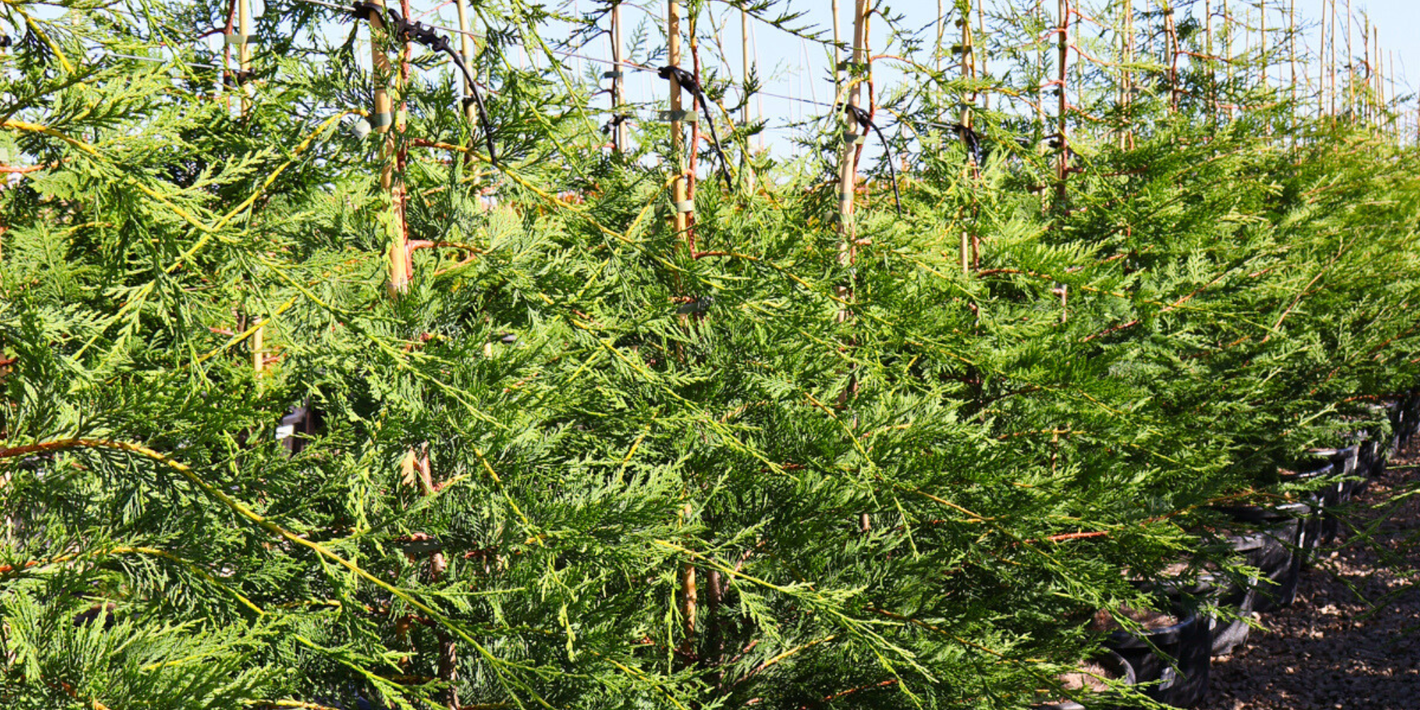 Benefits of Using Trees for Natural Windbreaks
