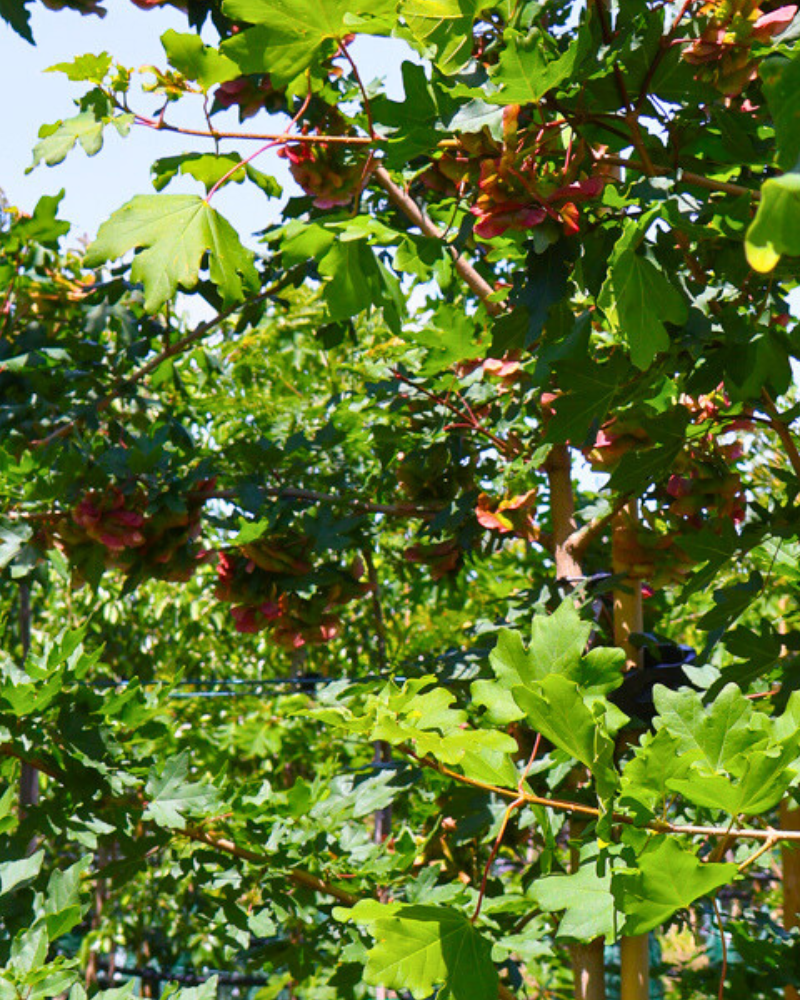 The Role of Trees in Sustainable Landscaping