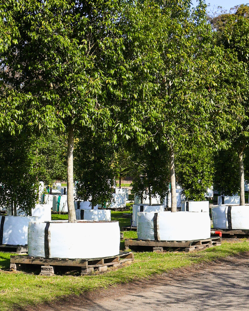 Ensure Your Trees Survive and Thrive Through Drought