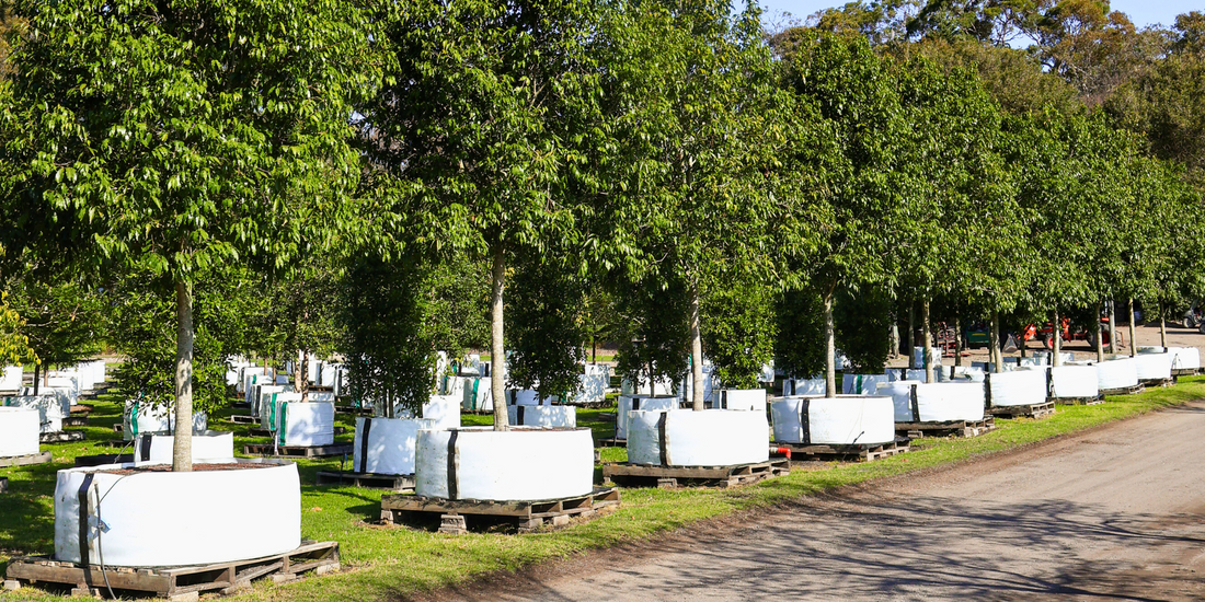 Ensure Your Trees Survive and Thrive Through Drought