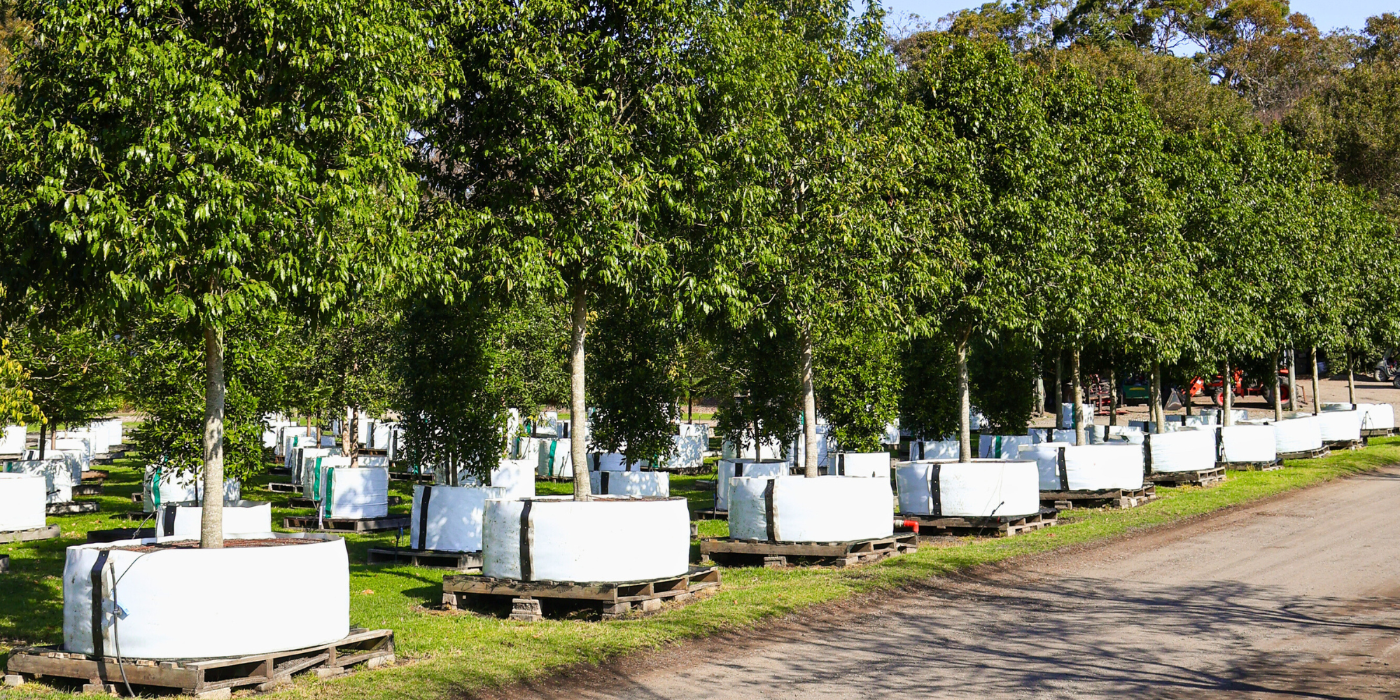 Ensure Your Trees Survive and Thrive Through Drought