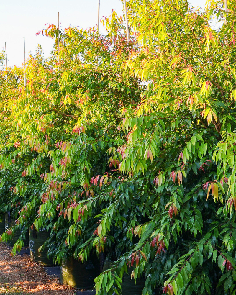 Benefits of Native Trees in Your Landscape
