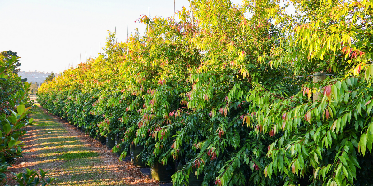 Benefits of Native Trees in Your Landscape | Evergreen Trees Direct ...