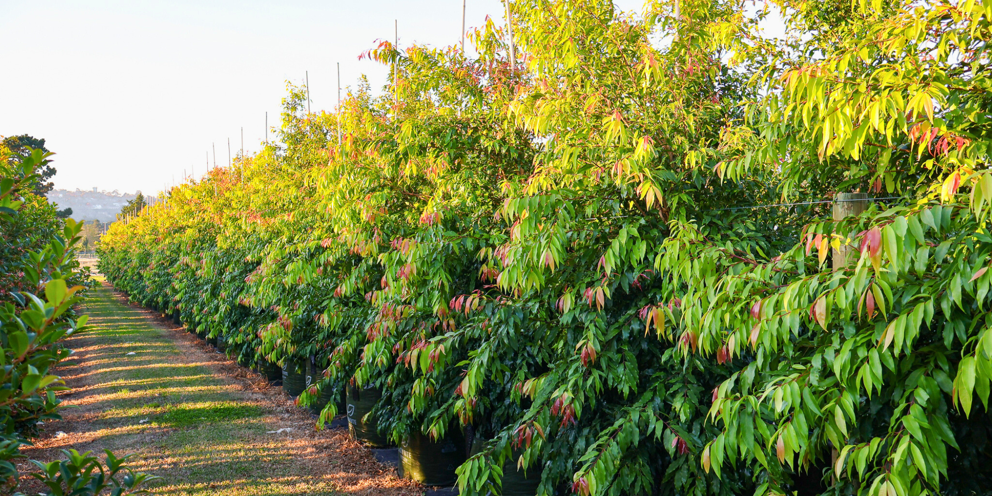 Benefits of Native Trees in Your Landscape