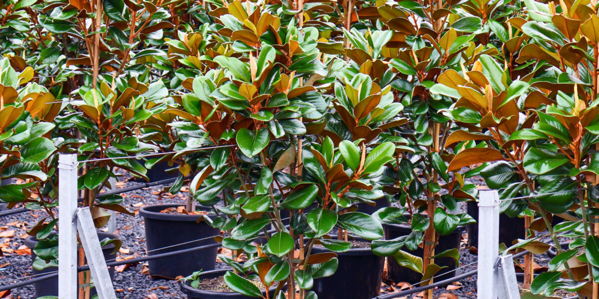 The Importance of Tree Diversity in Garden Design