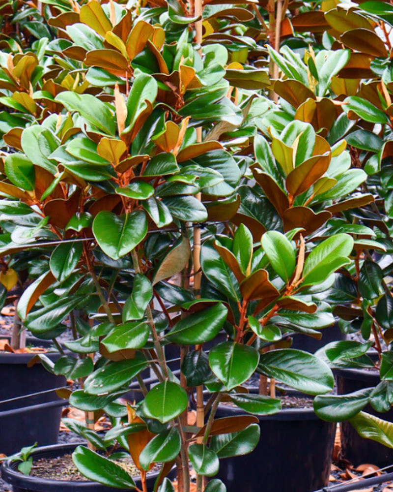 Why Tree Diversity Matters in Garden Design