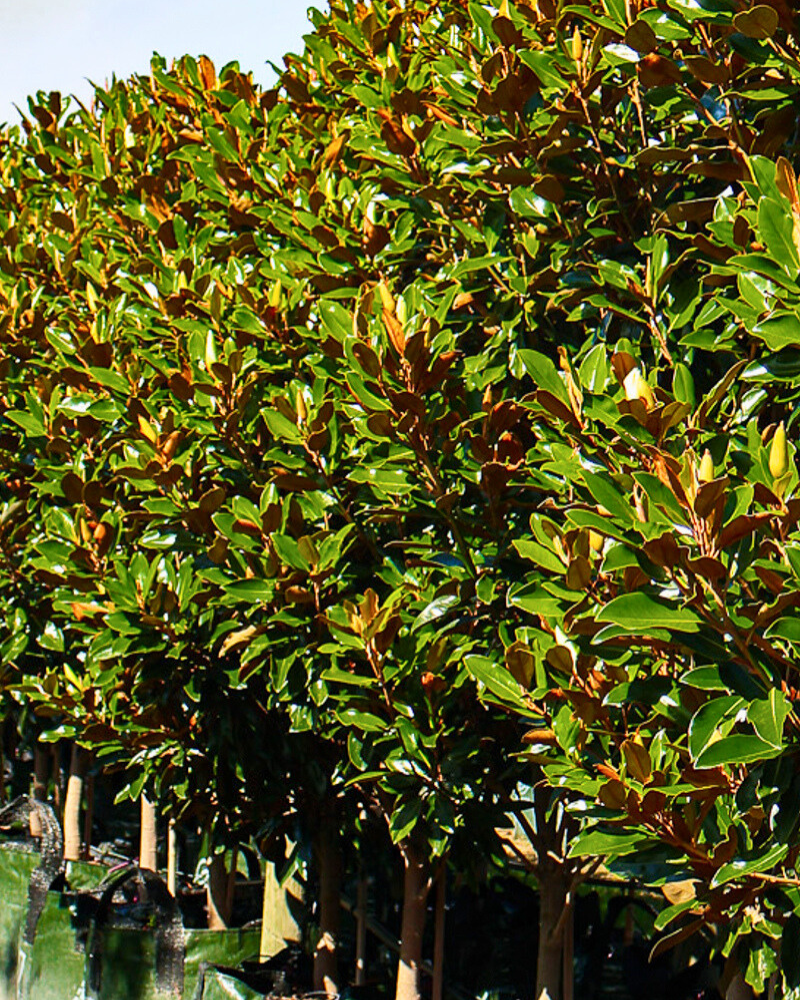 Why Tree Spacing Matters in Garden Design