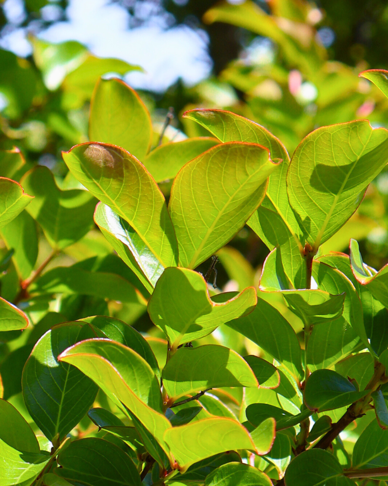 How to Integrate Trees into an Existing Garden Layout