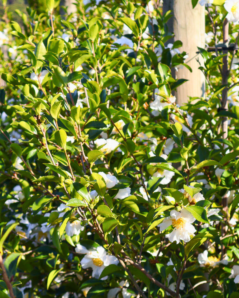 How to Create a Low-Maintenance Garden with the Right Trees