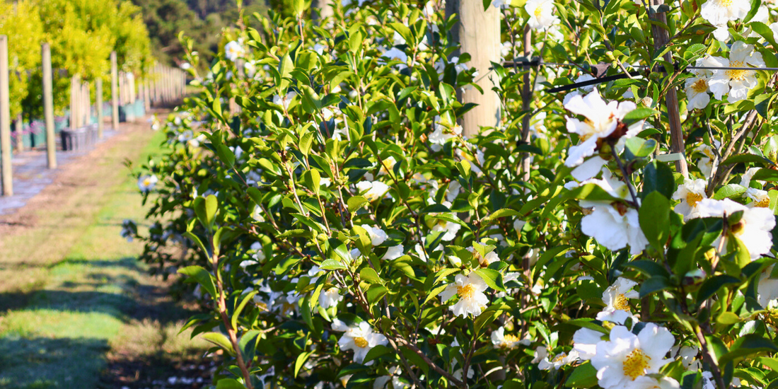 How to Create a Low-Maintenance Garden with the Right Trees