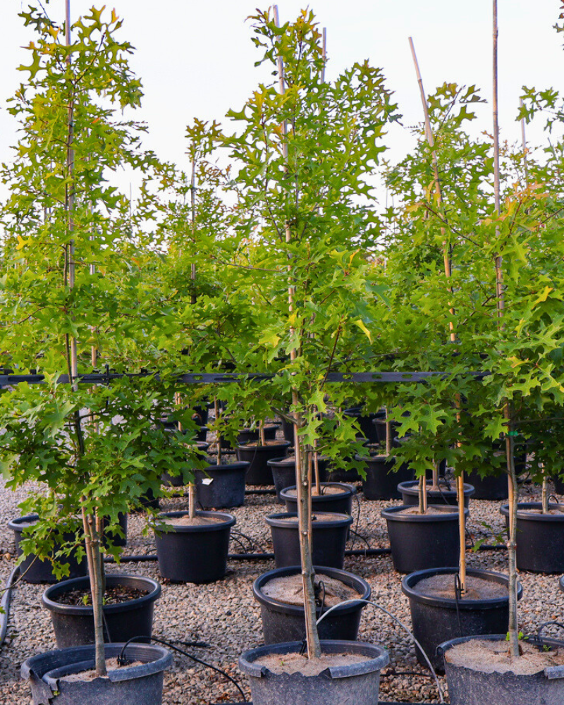 Protect Your Trees from Pests Naturally