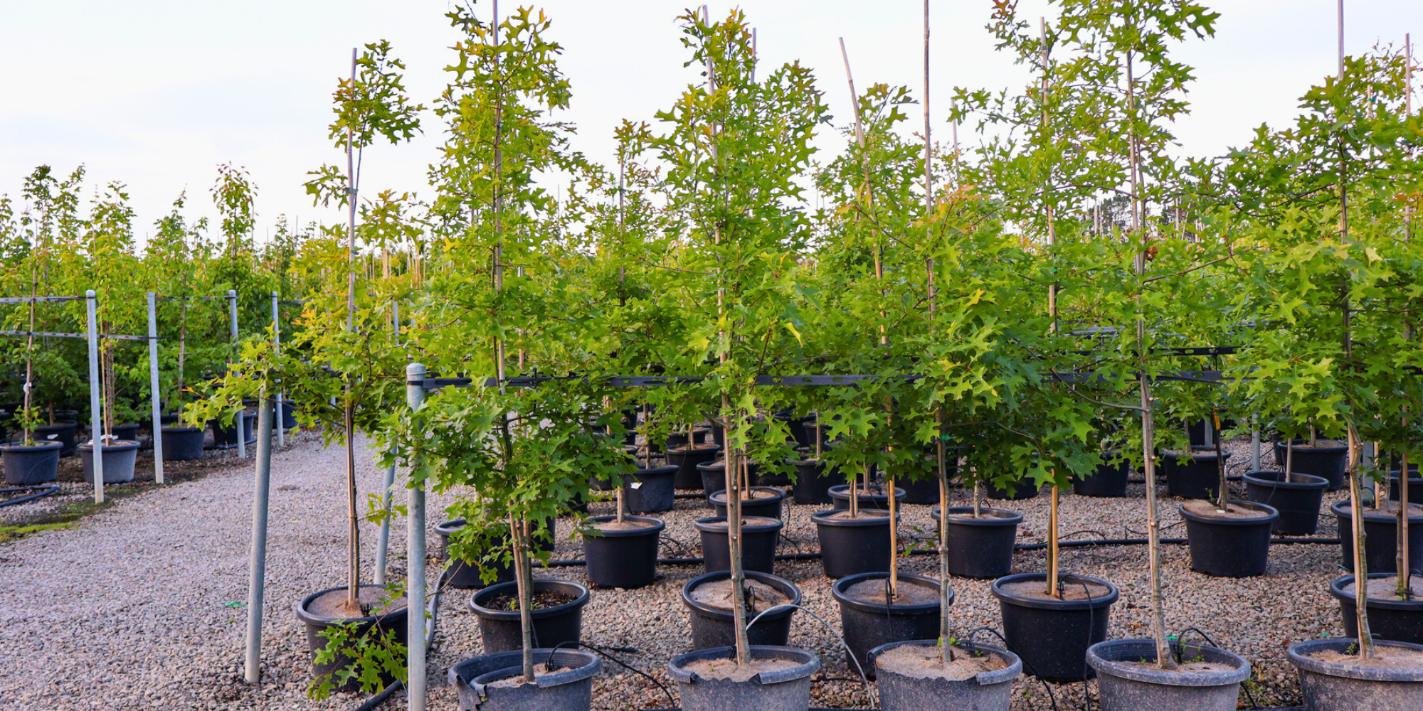 Protect Your Trees from Pests Naturally