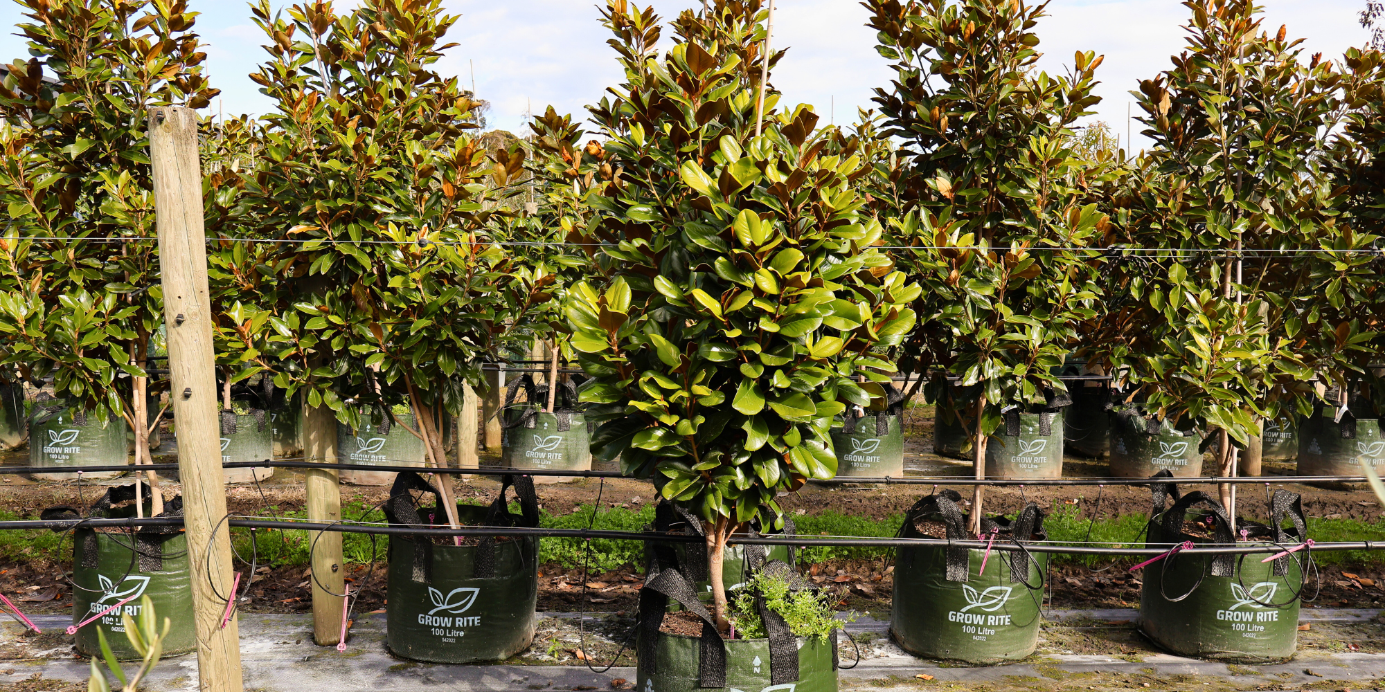 Essential Tools for Tree Planting and Maintenance