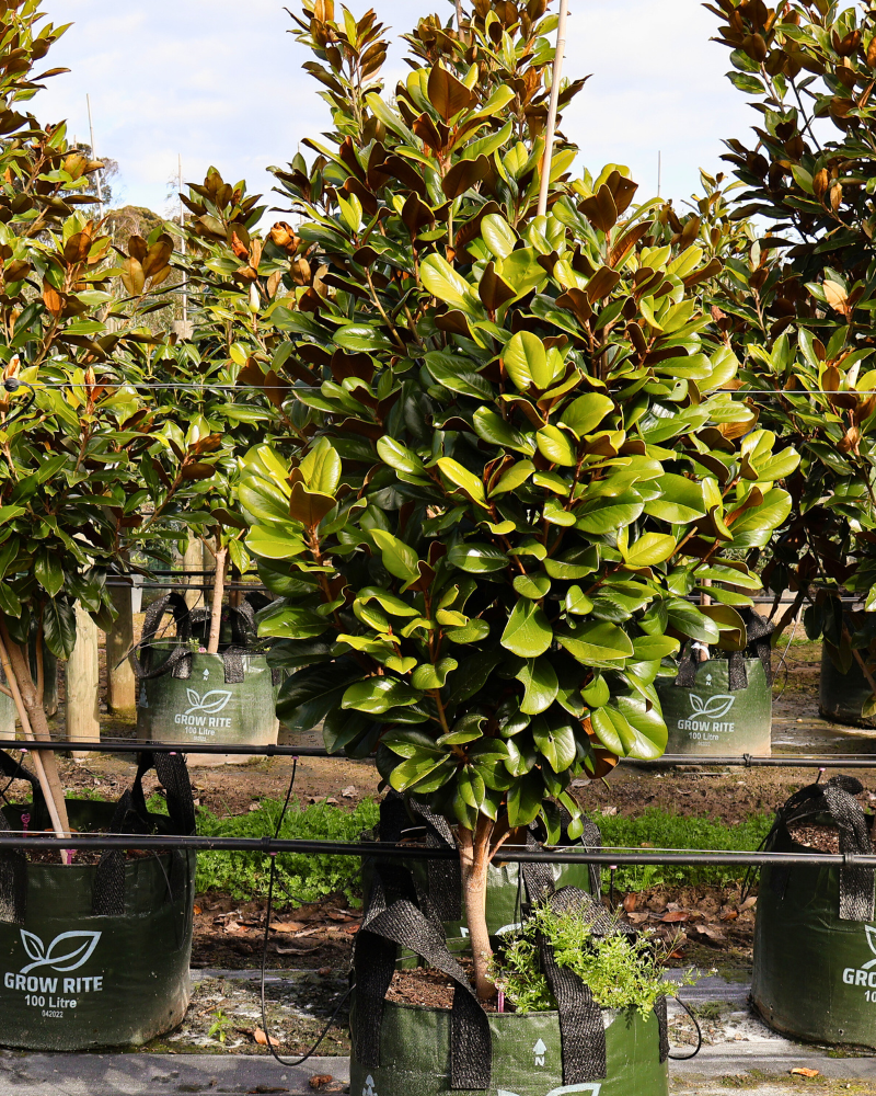 Essential Tools for Tree Planting and Maintenance