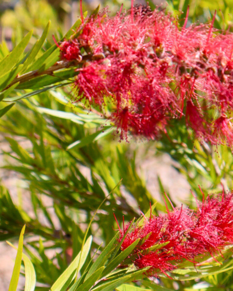Best Trees to Attract Birds and Bees to Your Garden