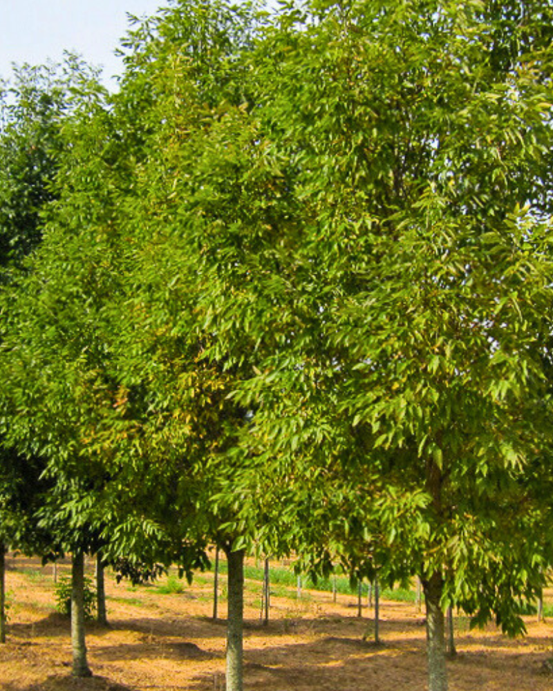 Trees for Soil Improvement and Erosion Control