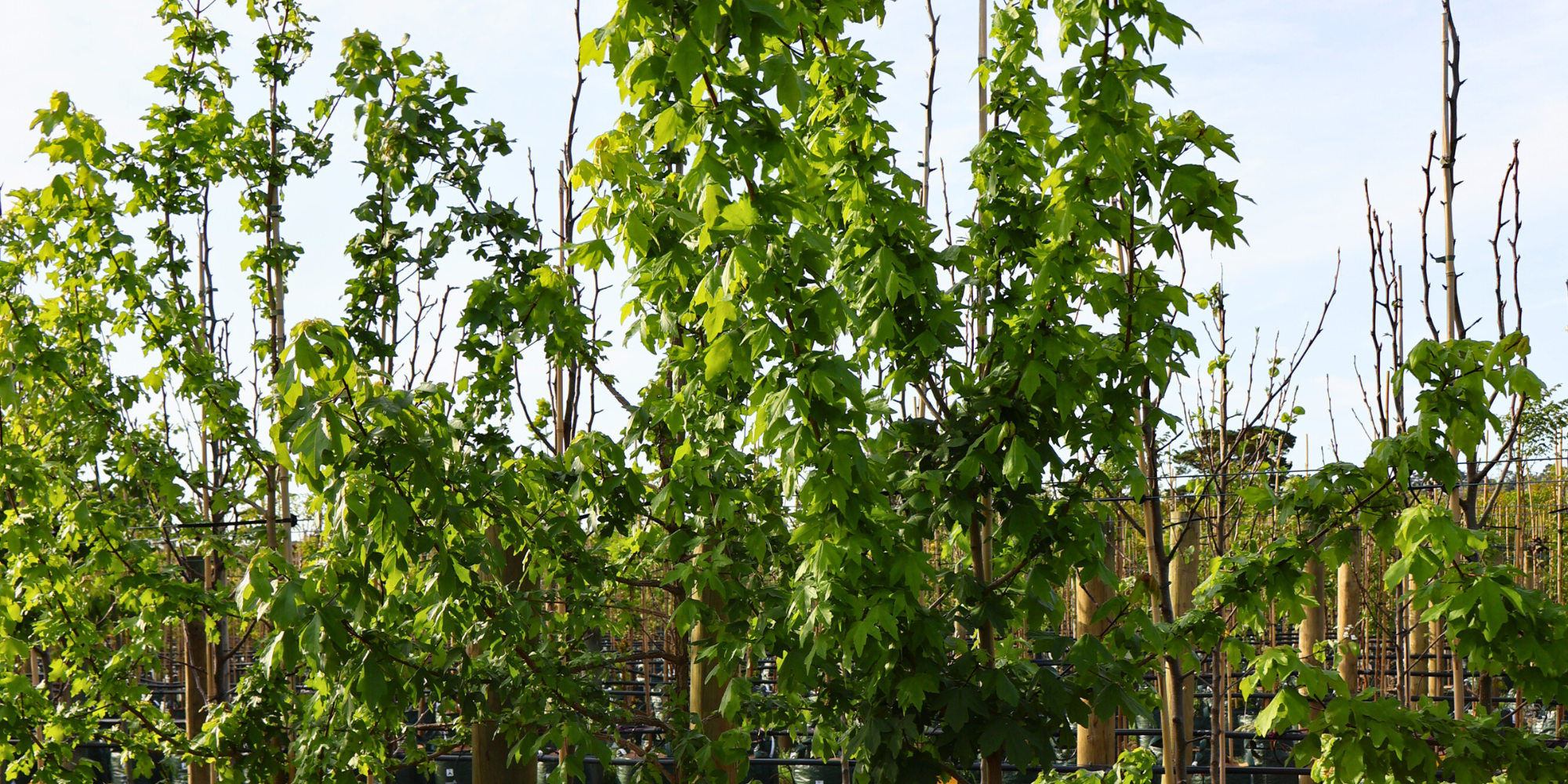 The Best Trees for Urban Gardens