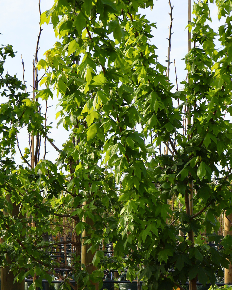Best Trees for Urban Gardens: 6 Compact Picks