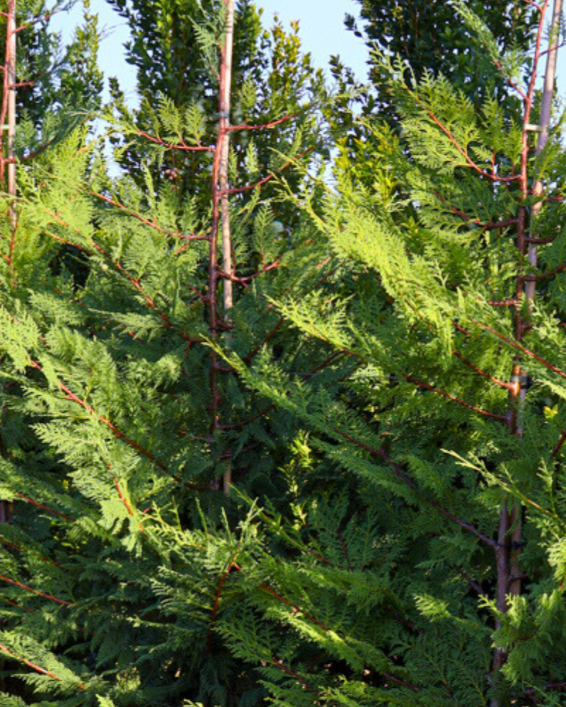 Top 5 Fast-Growing Trees for Quick Garden Privacy
