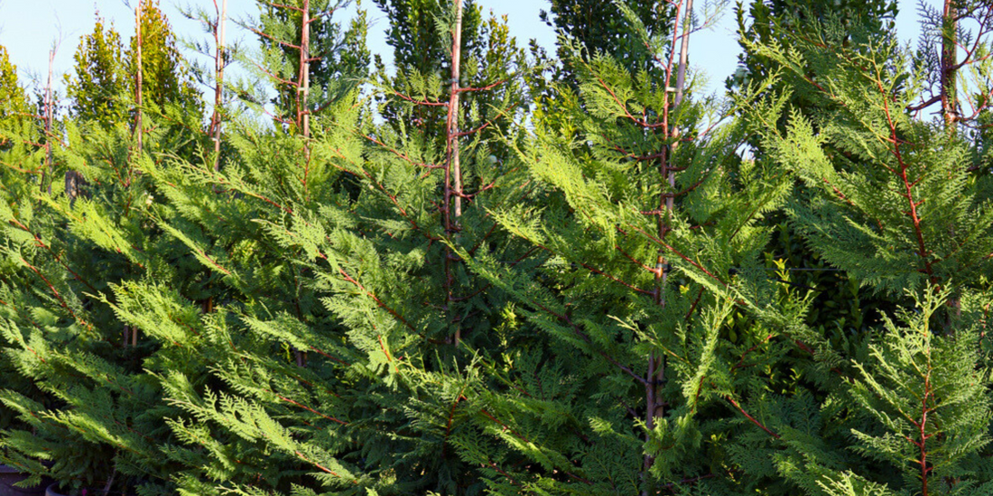 Fast-growing evergreen privacy screen in a garden