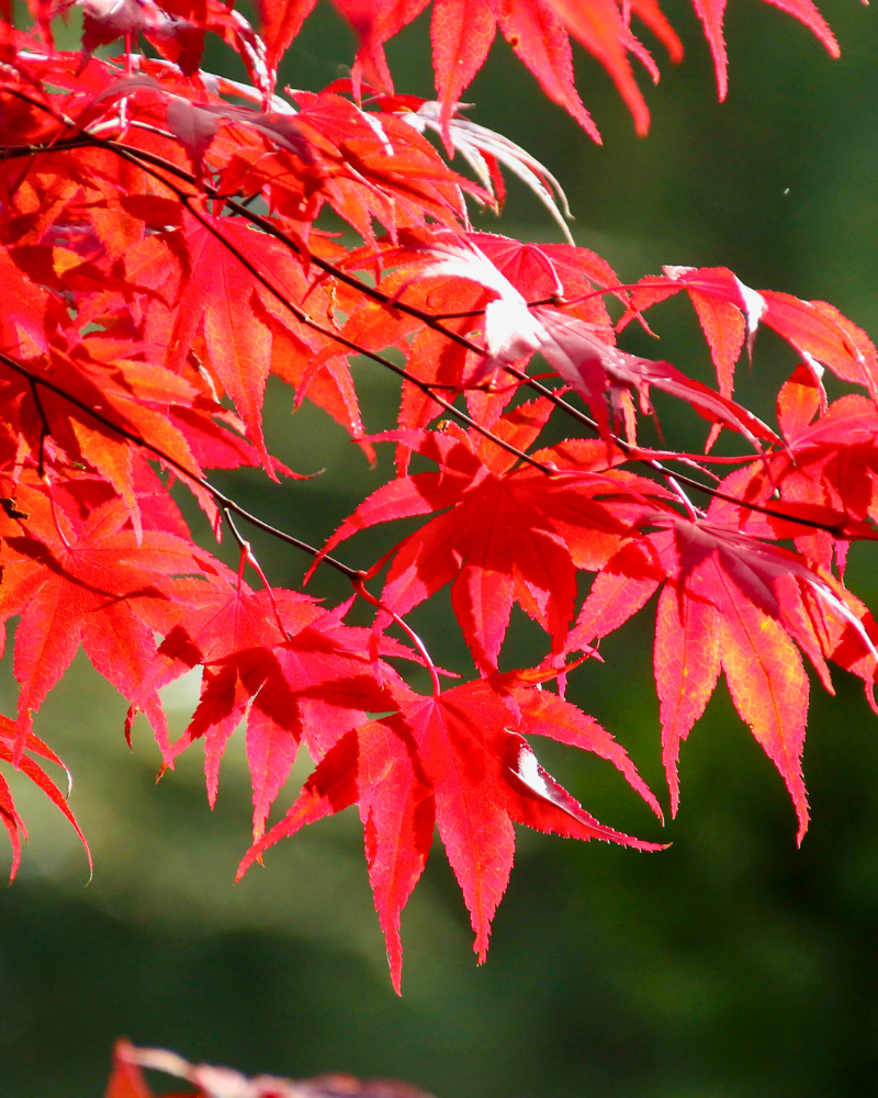 Top Three Trees for Small Urban Gardens