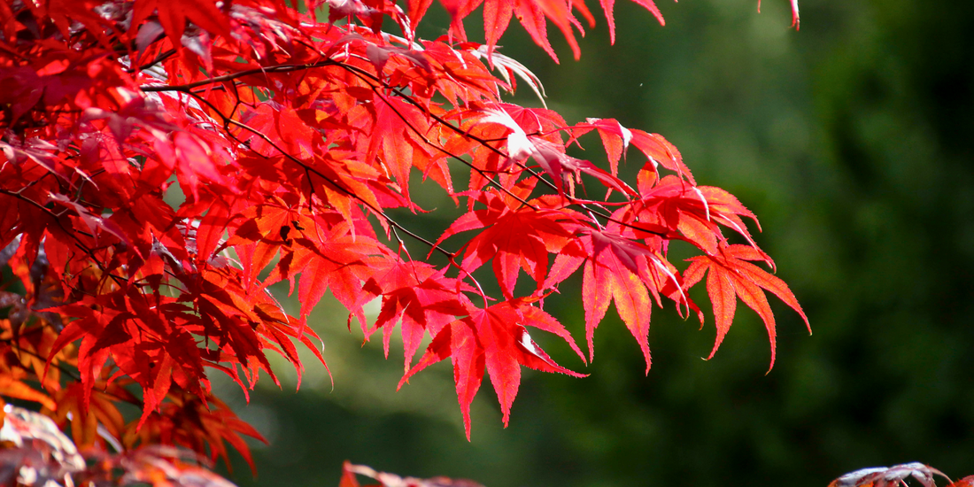 Top Three Trees for Small Urban Gardens