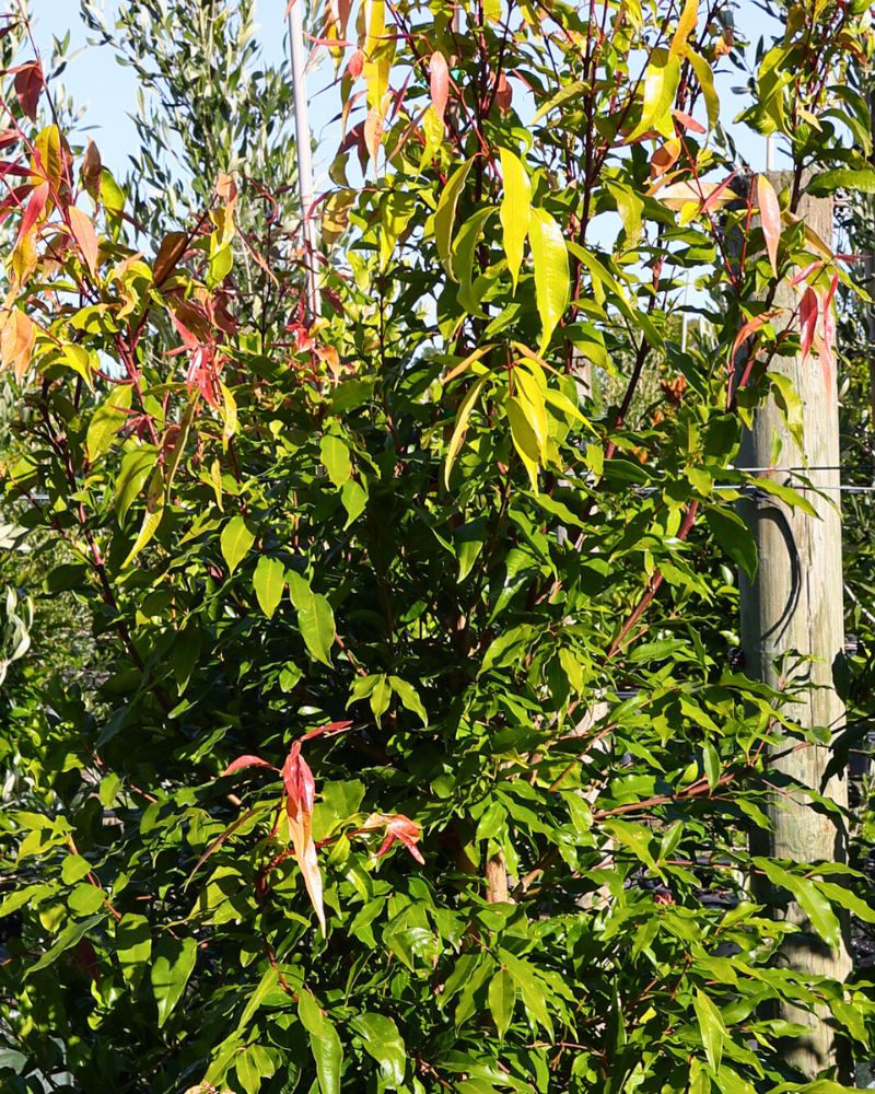 Native Trees for Erosion Control