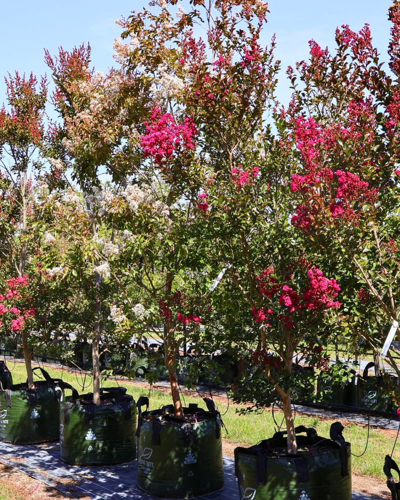 How to Plan Your Garden with Evergreen and Deciduous Trees