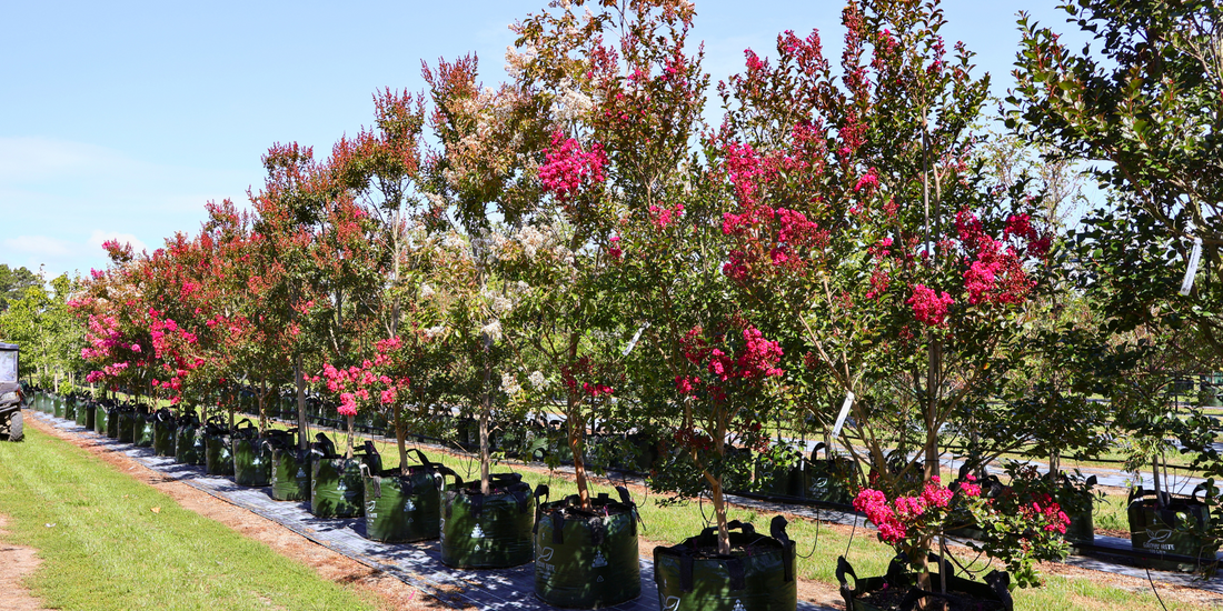 Garden combining evergreen and deciduous trees for year round structure