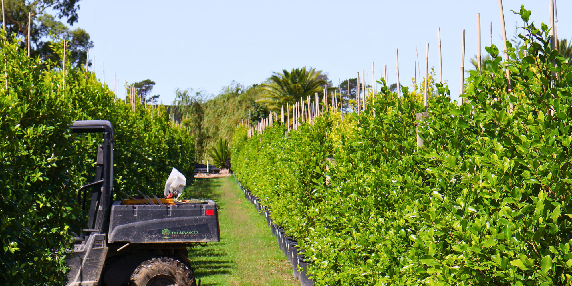 How to Prepare Your Garden for Extreme Weather