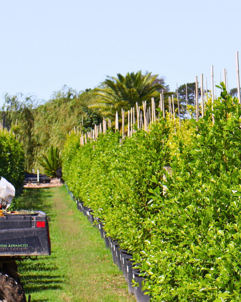 How to Prepare Your Garden for Extreme Weather