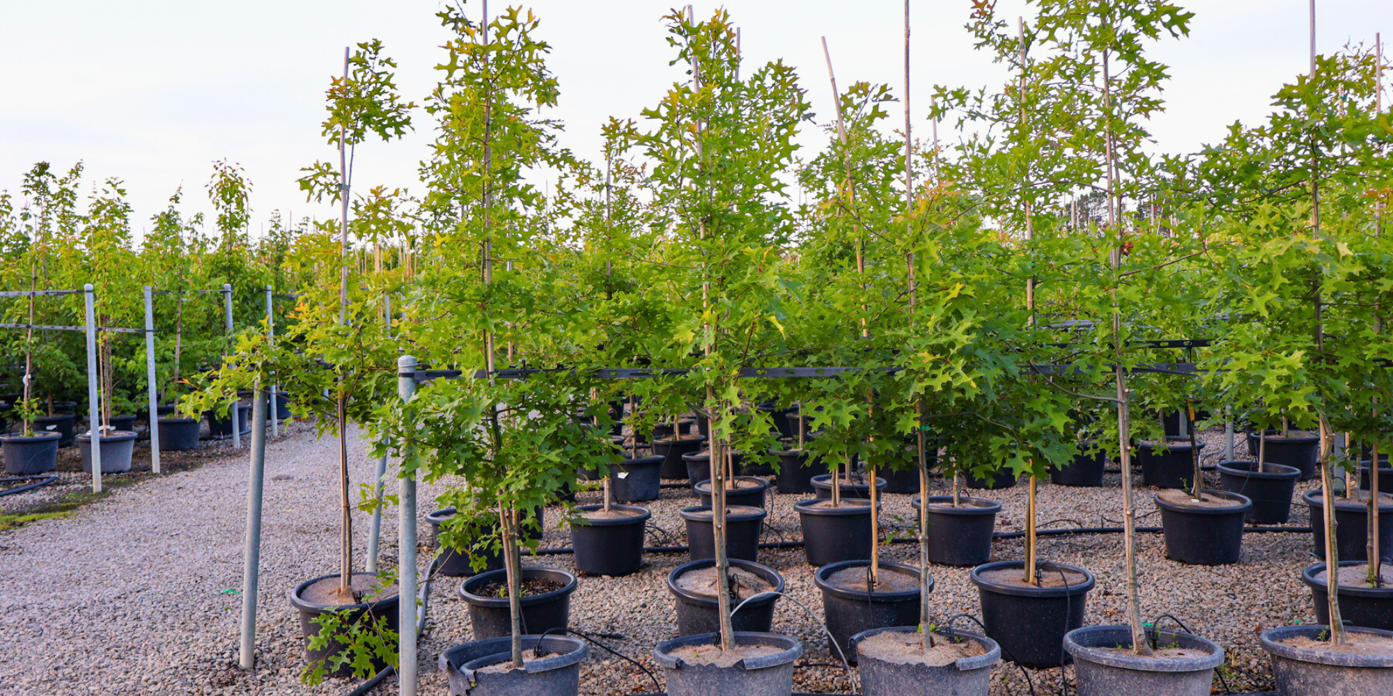 The Best Trees for Autumn Foliage in Your Garden