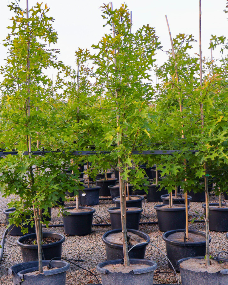 Best Trees for Autumn Foliage in Australian Gardens