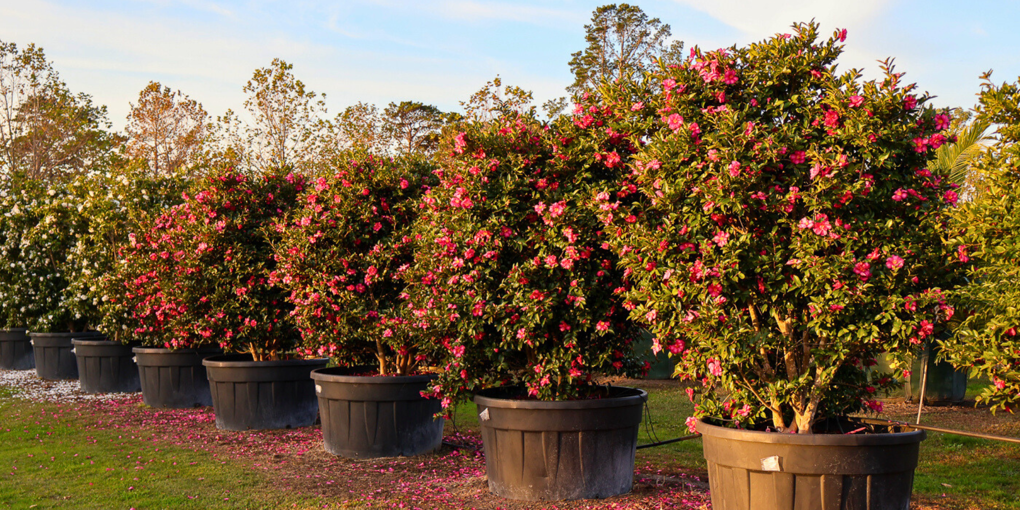 Top 5 Flowering Trees for a Show-Stopping Garden