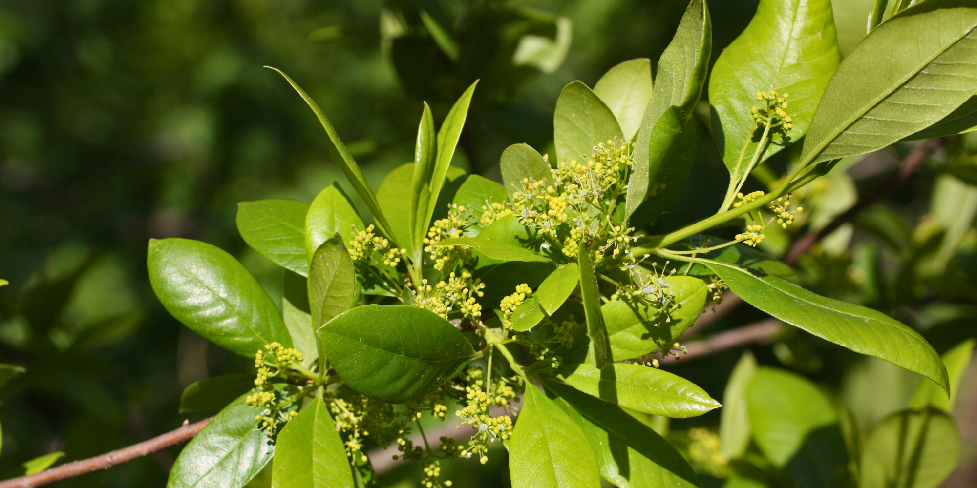 How to Ensure Proper Drainage for Tree Health