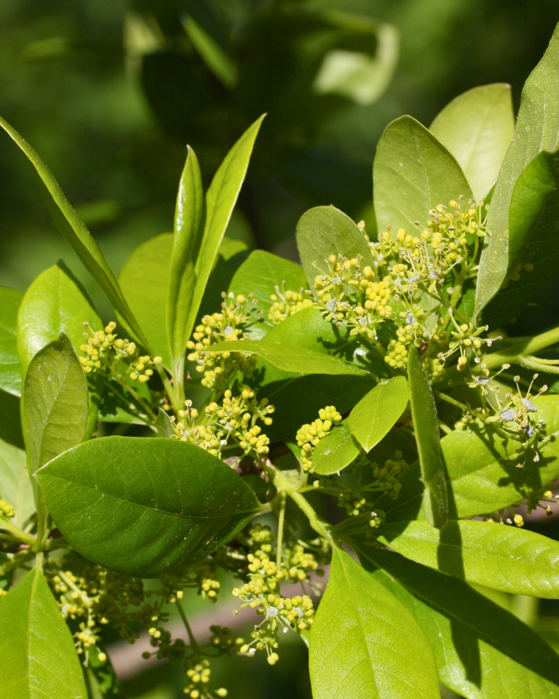 How to Ensure Proper Drainage for Tree Health