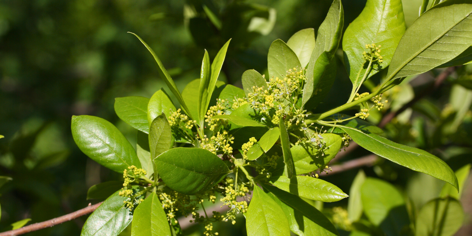 How to Ensure Proper Drainage for Tree Health