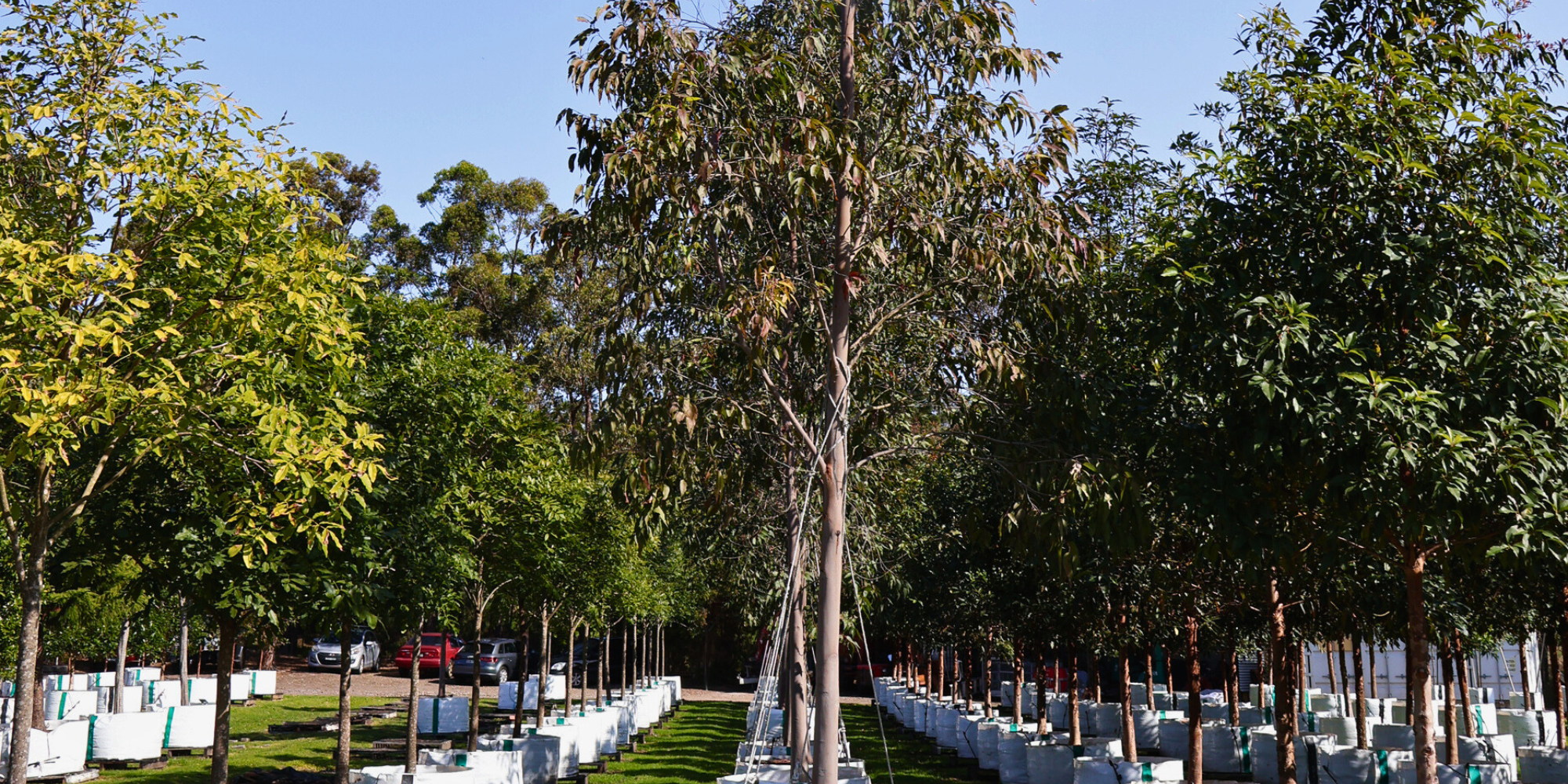 5 Best Trees for Shade in Large Gardens