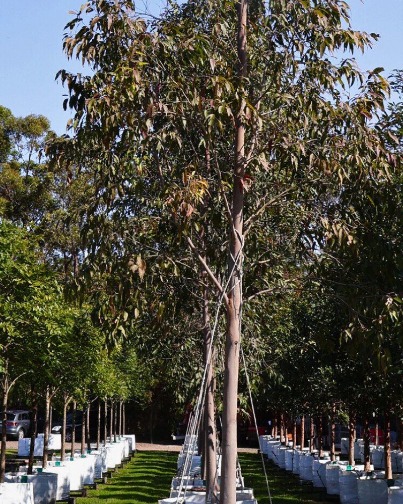 5 Best Trees for Shade in Large Gardens: Heritage-Scale Picks for Generations of Canopy
