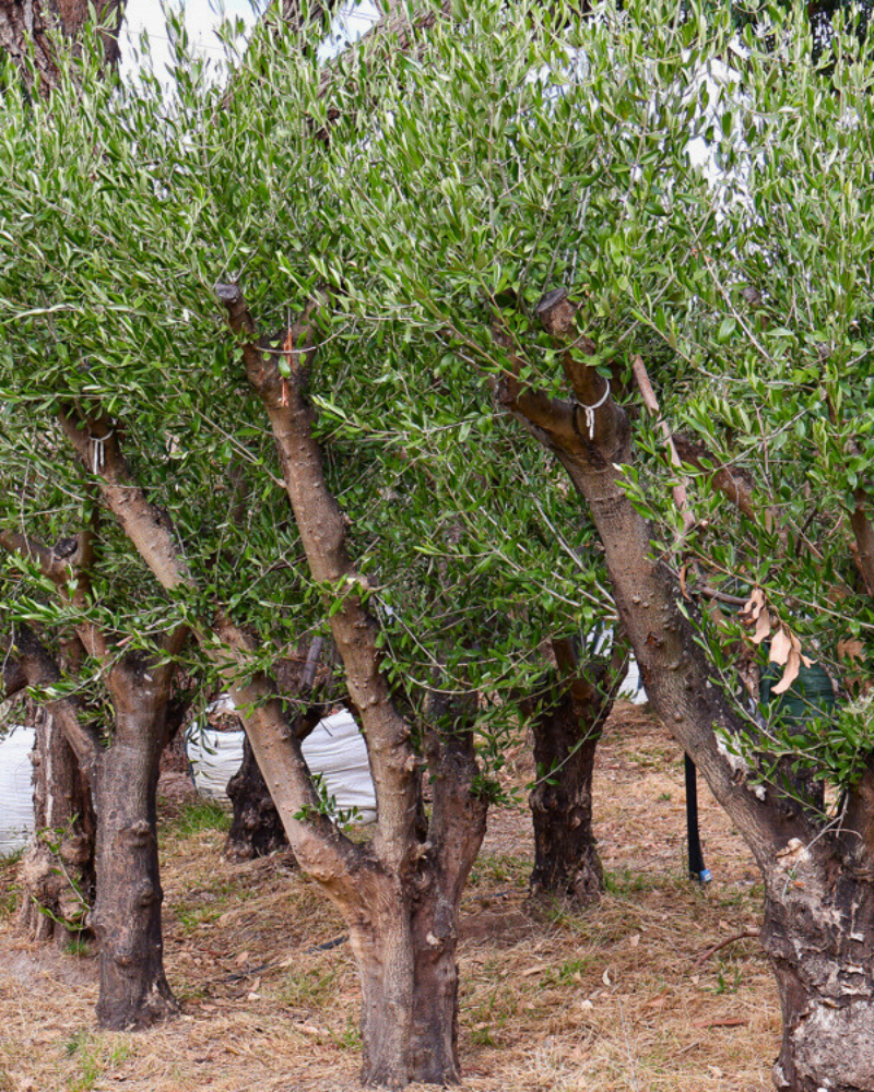 Use Trees to Mark Garden Zones and Pathways