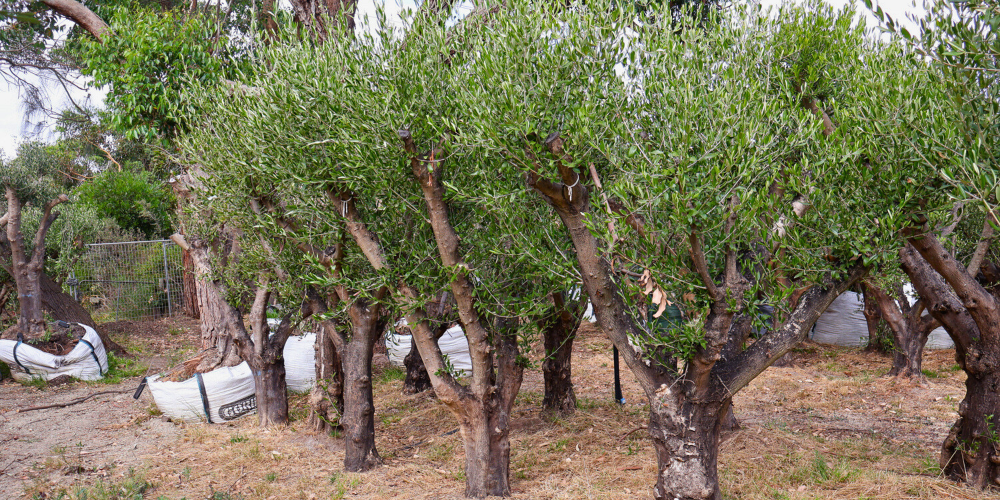 How to Use Trees to Define Garden Zones and Pathways | Evergreen Trees ...