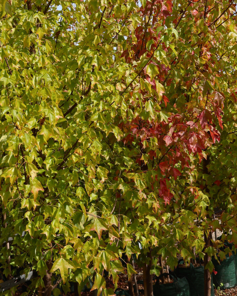 Benefits of Planting Deciduous Trees