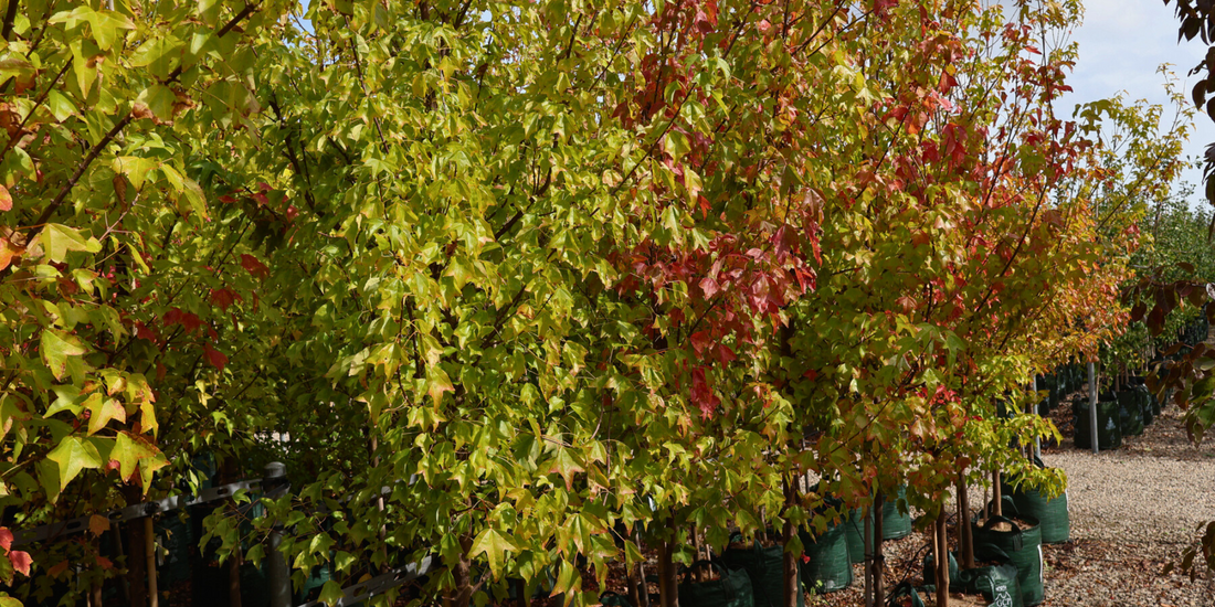 Benefits of Planting Deciduous Trees
