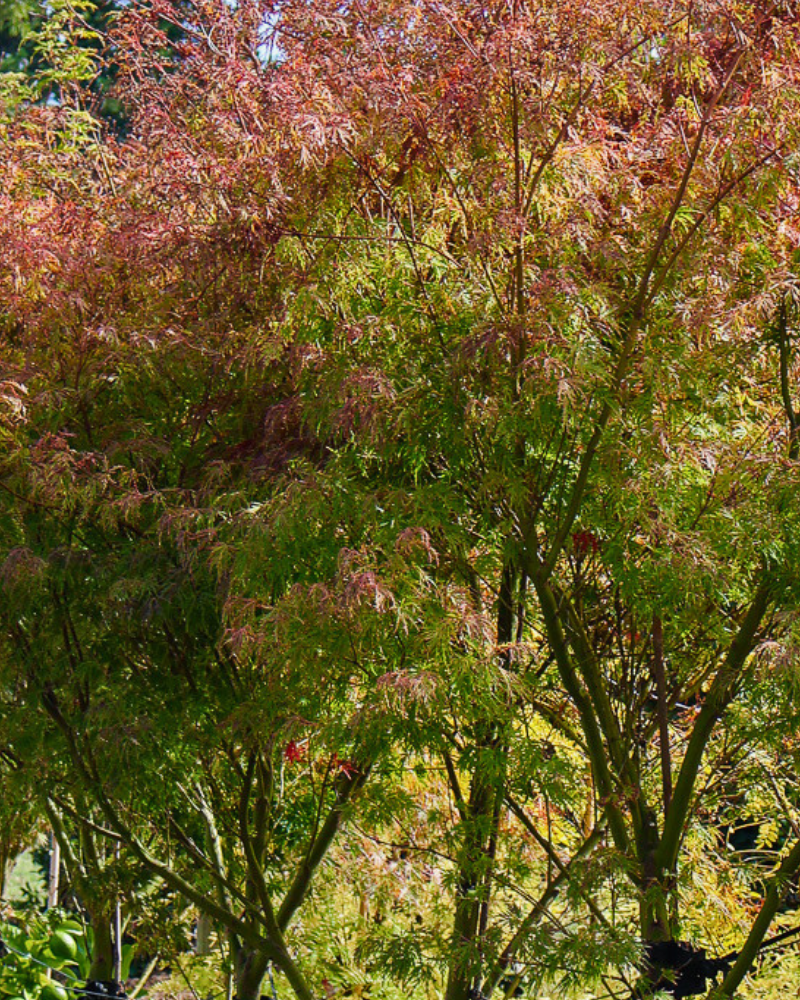How to Design a Small Garden with Compact Trees