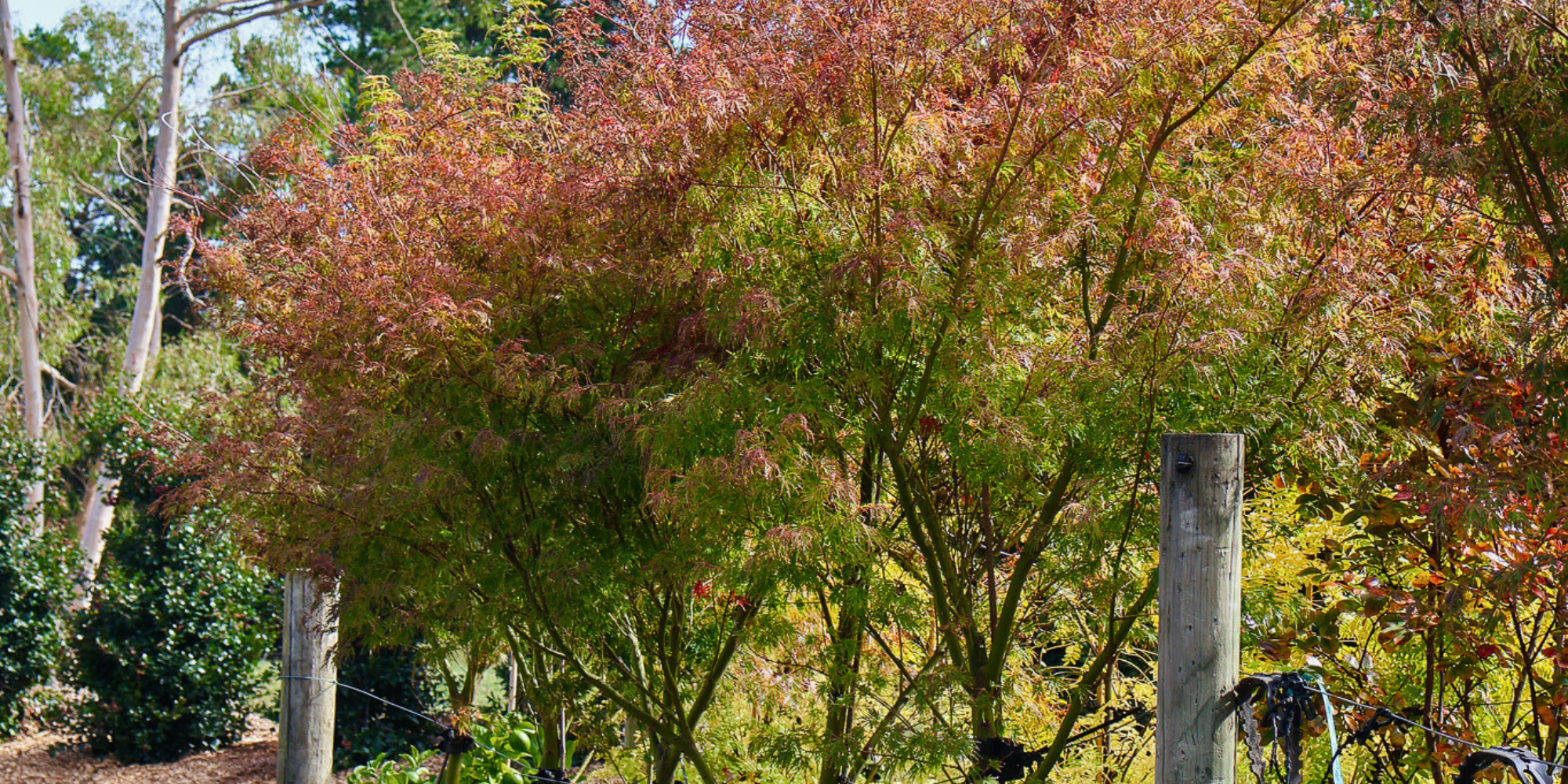 Compact Tree How to Design a Small Garden with Compact Trees | Evergreen Trees ...